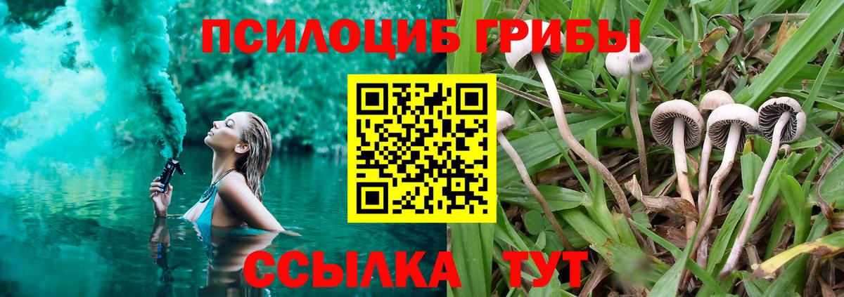 Рубцовск  где купить   Вход с VPN  Галлюциногенные грибы Psilocybe 